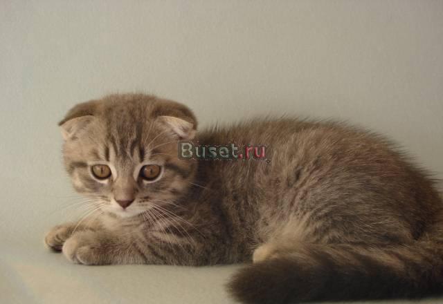 Скоттиш-фолд Санкт-Петербург