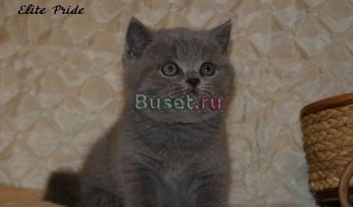Питомник британских кошек Elite Pride г.Иваново Москва