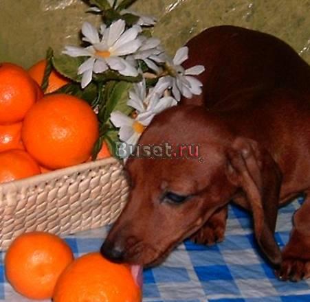 Такса щенки кроличьи, карликовые гладкошерстные Москва