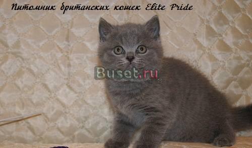 Питомник британских кошек Elite Pride г.Иваново Рязань