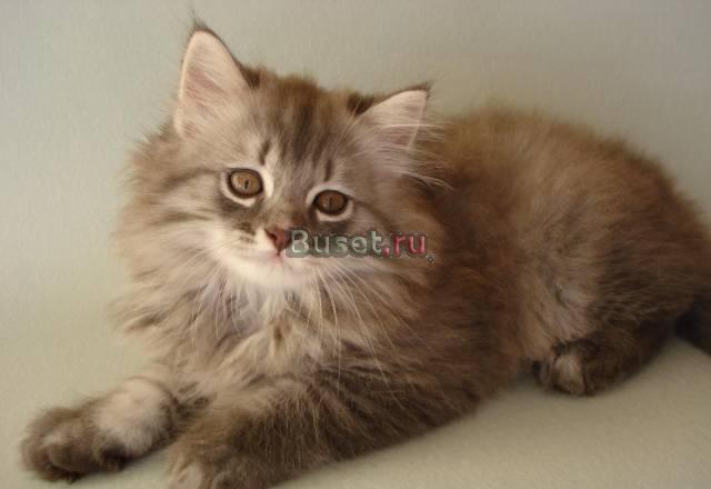 Шотландский котик Санкт-Петербург