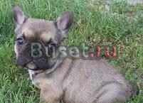 Французский бульдог для повторного самонаведения Заокский