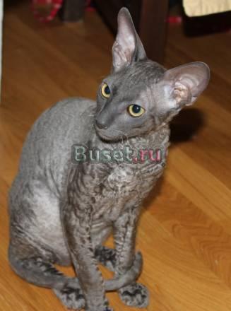 Котик корниш-рекс Москва