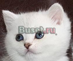 Британская шиншилла зеленоглазые девочки Санкт-Петербург