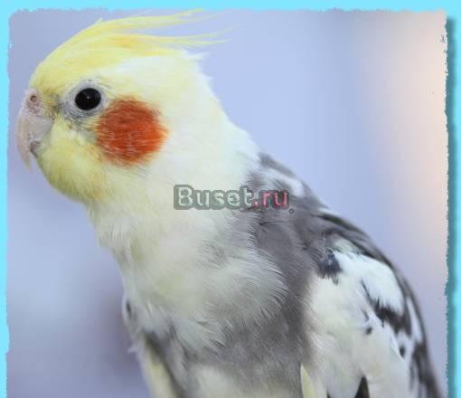 Кореллы - Нимфы . птенцы , взрослая птица. попугай Москва