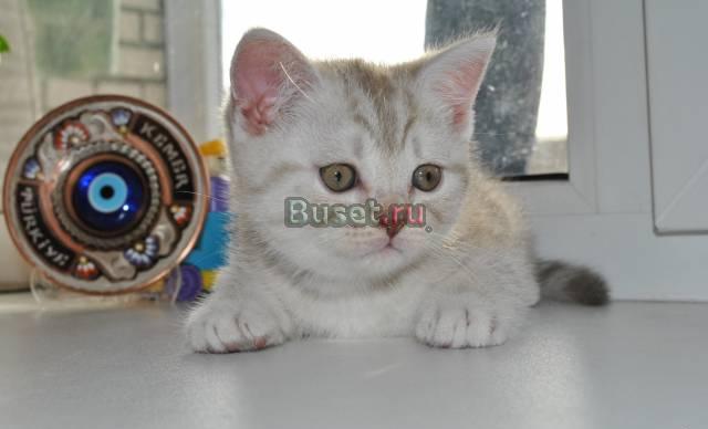 Котик скотиш фолд Санкт-Петербург