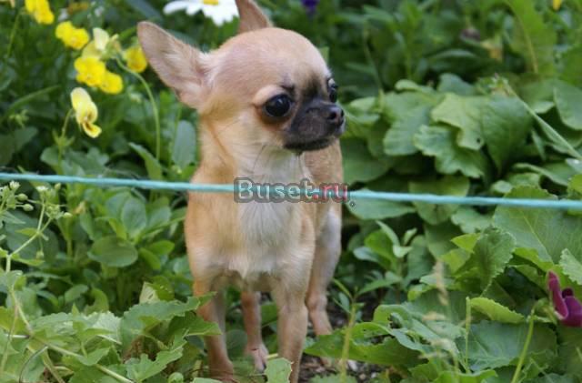Чихуахуа мини девочка г.ш Москва