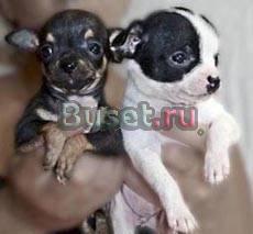 Чихуахуа щенков продаю Москва