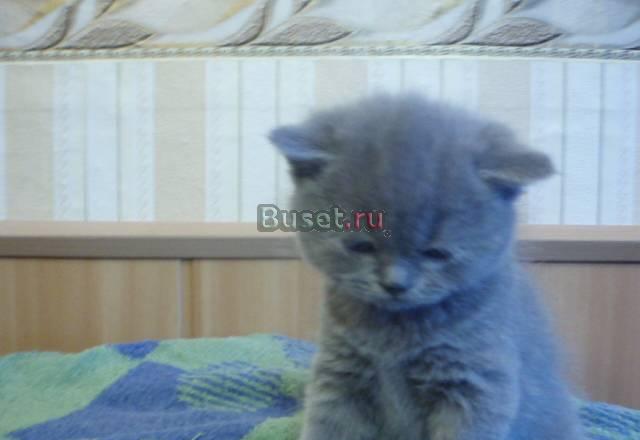Британские короткошерстные котята Санкт-Петербург