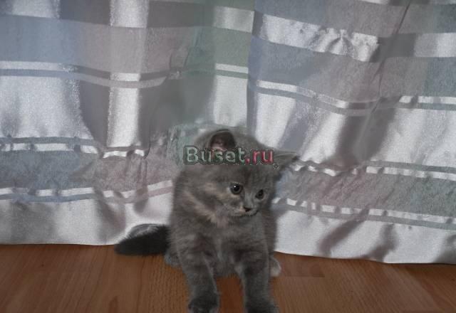 Британские котята Москва