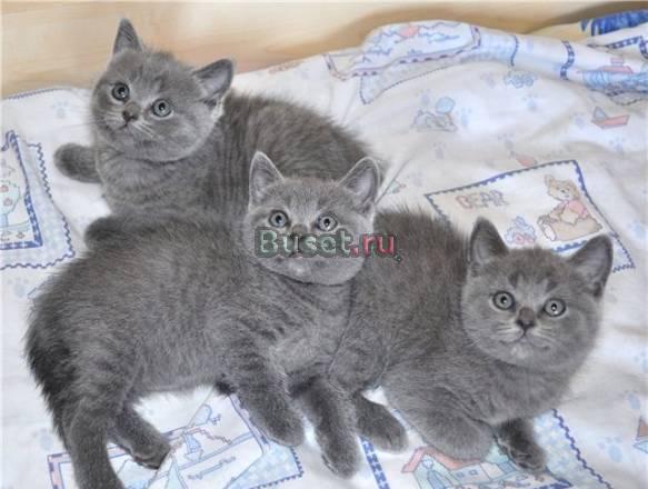 Британские котята-игрунчики ждут вас Москва