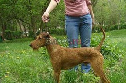 Щенки ирландского терьера от родителей-чемпионов Саратов
