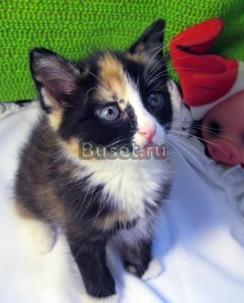 Котенок девочка 2 мес. ищет дом Санкт-Петербург