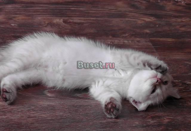 Плюшевые шотландские котята Москва