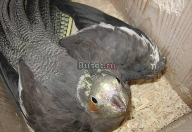 Кореллы птенчики и взрослые различные окрасы Санкт-Петербург