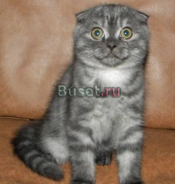 Шотландский вислоухий котик Москва