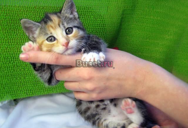Котенок девочка 2 мес. ищед дом Санкт-Петербург