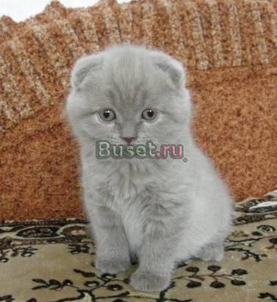 Вислоухий котенок Москва