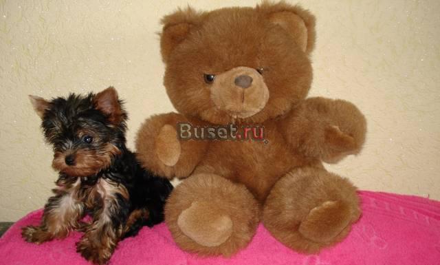 Клубный щенок Йоркширского терьера Астрахань