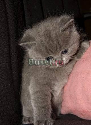 Британские голубые котики Санкт-Петербург
