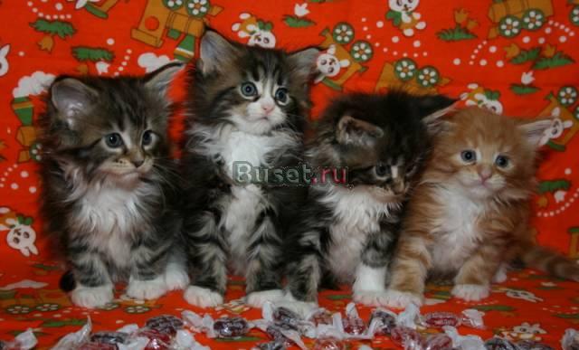 Мейн кун котята Москва
