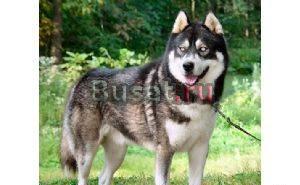 AKC целостно Повышенный Чемпион Lineage сибирских Москва