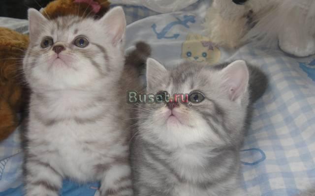 Продаются высокопородные шотландские котята Краснодар