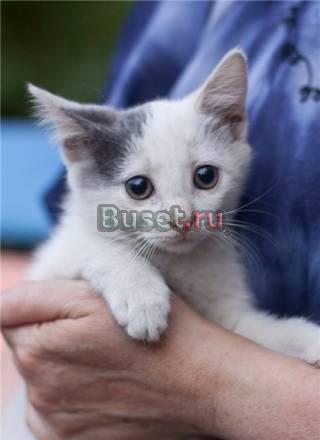 Ласковый белый котёнок с серым ухом и хвостом в да Москва