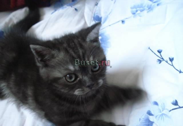 Шотландский короткошёрстный котёнок Москва