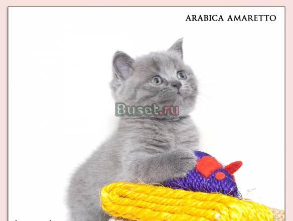 Питомник Амаретто предлагает британских котят Иркутск