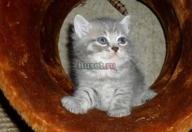 Чистокровные британские плюшевые медвежата Москва