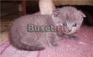 Котята  редких  окрасов Москва