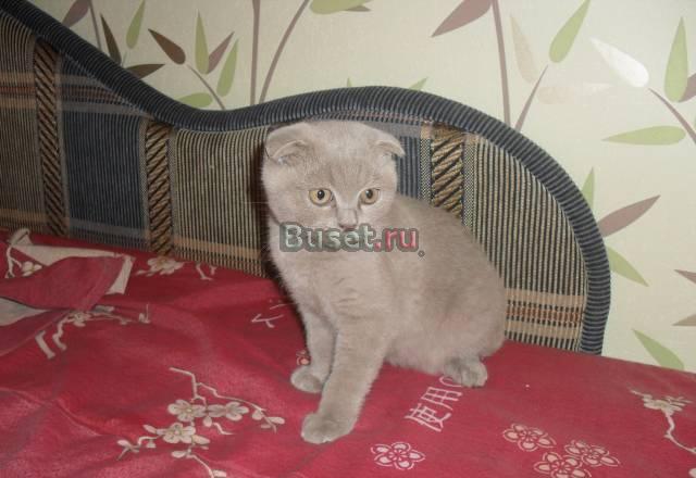 Шотландская вислоухая Москва