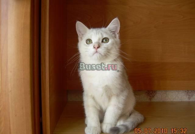 Серебристый котик с зелеными глазками (привит) Москва