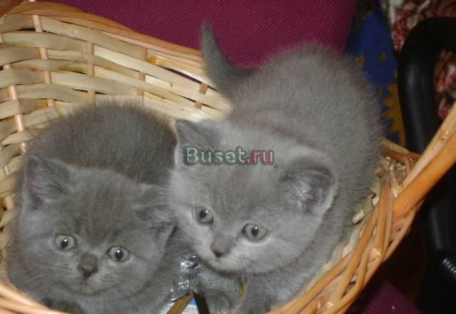 Роскошные мишки-плюшевые британцы Москва