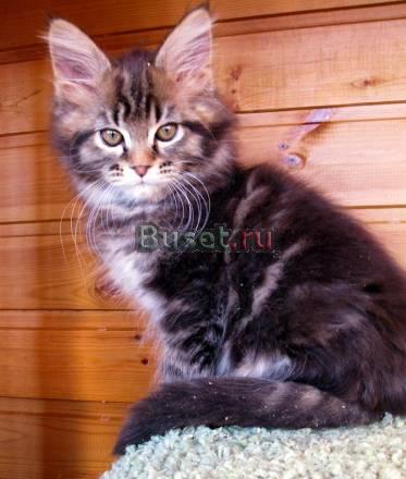 Мейн  Куна котята из питомника Москва