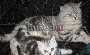 Скотиш страйт, черный мрамор на серебре, вязка Москва