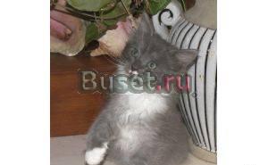 Мейн кун-ские коты-необычайной красоты Санкт-Петербург