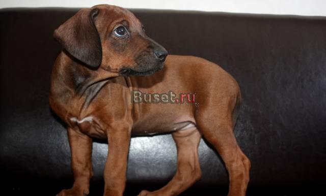 Девочка родезийского риджбека Москва