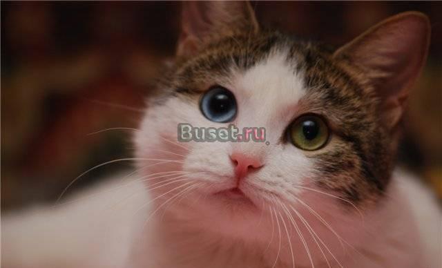 Отдам сказочную принцессу Дени Москва
