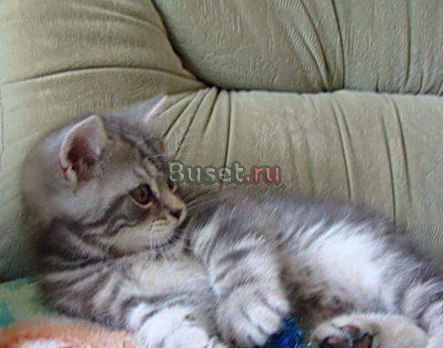 Британские мраморные голубые котики Москва