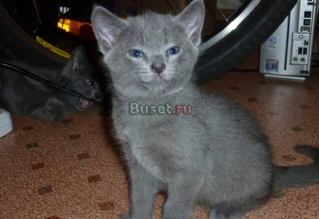 Продам котят породы "Русская голубая" Санкт-Петербург