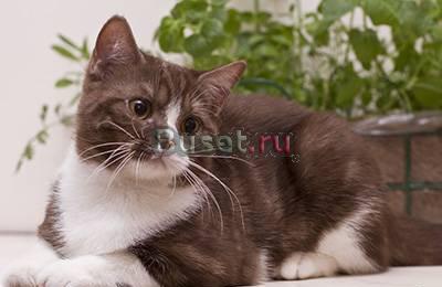 Британские котята редких окрасов Омск