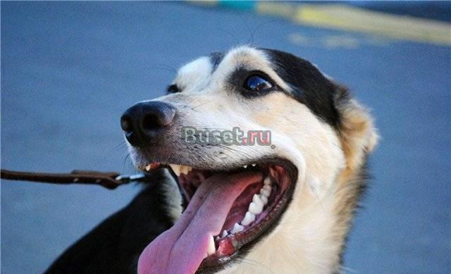 В дар Пончик - самый ласковый щенок 8-ми месяцев Москва