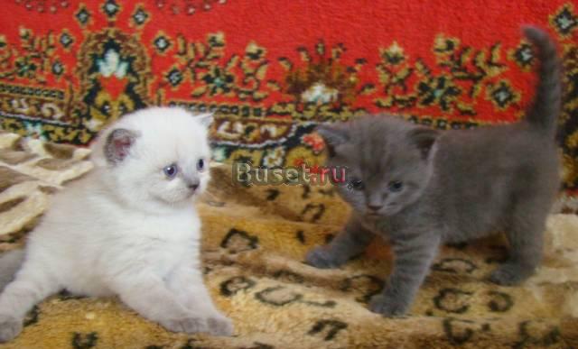 Шотландские котята Нижний Новгород