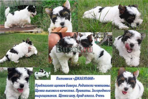 Бивер. Щенки от чемпионов Москва