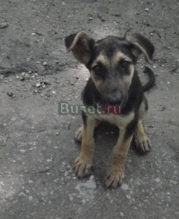 Продам Немецкую овчарку Анапа