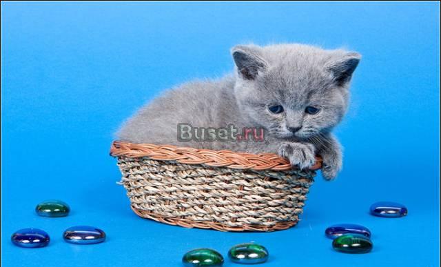 Самый лучший котенок Москва