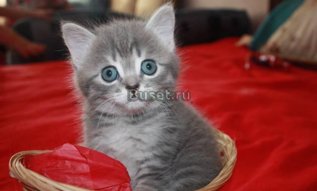 Британские котята Химки