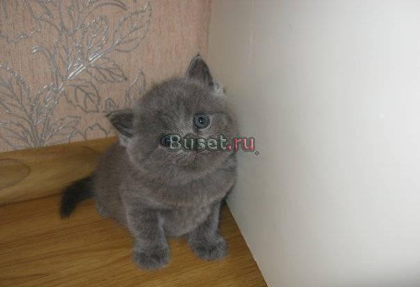 Котята плюшки Санкт-Петербург